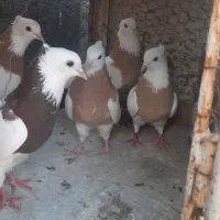 کبوتر رنگه طوقی سینه