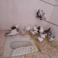 کبوتر|پرنده|کاشان, باغچه فیض|دیوار