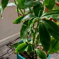گل خانگی|گل و گیاه طبیعی|ماکو, |دیوار
