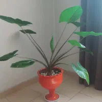 گل بابا آدم