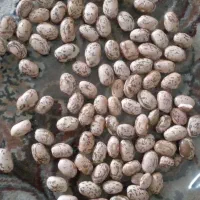 لوبیا چیتی محلی