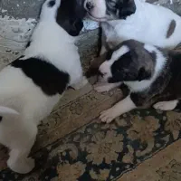 سگ ببر زاده ها آماده تحویل