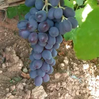 فروش انگور سیاه بش دشمن زیاری