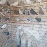 گبوتر پرشی