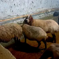 گوسفند و بره.