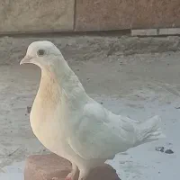 ماده سفید نوکوتاه