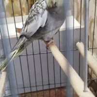 عروس هلندی دستی گلباقالی