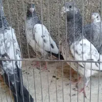 کفتر کبوتر جوجه پاکستانی تهرانی