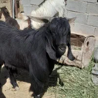 دبر مشکی|حیوانات مزرعه|کربال, |دیوار