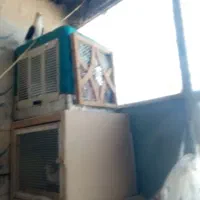 کبوتر طوقی فک جفت. ویک عدد پشتی سیاه ماده