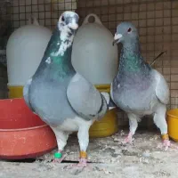 کبوتر