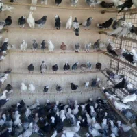 کفتر پرشی