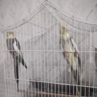عروس هلندی