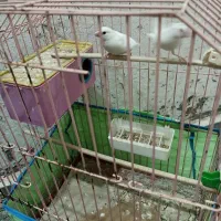 یه جفت فنچ نرگسی آماده