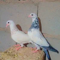 کبوتر