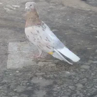کبوتر