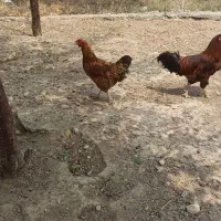 مرغ وخروس