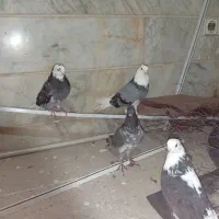 کفتر مایه