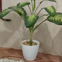 گل کاکتوس قشنگ