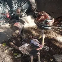 مرغ و خروس وجوجه