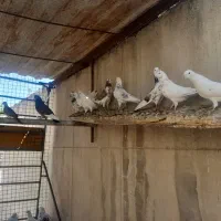 کبوتر  تهرامی