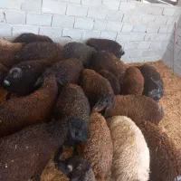 بره پرواری