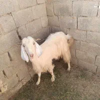 گوسفند فروش ماده