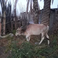 گوساله نر