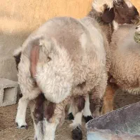 کهره و بره نر