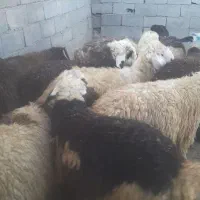 بزفروشی
