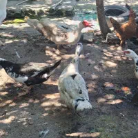 ۴ عدد اردک خارجی