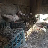 کفتر معامله