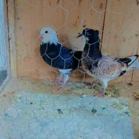 ۲ جفت جوجه به شرط