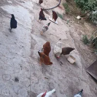 معاوضه خروس با مرغ