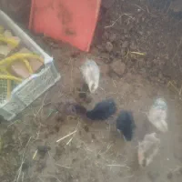 جوجه