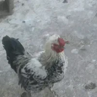 مرغ و خروس بومی