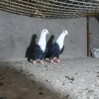 جفت سر سفید ماده