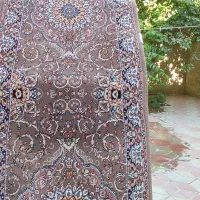 کناره  گردویی