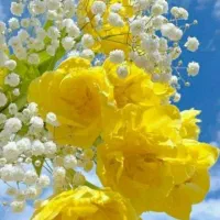 سه ۳ عدد سیم کارت رند سه ۳ قلو دائمی