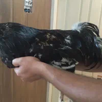 خروس سیاه