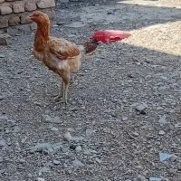 فروش مرغ لاری وخروس لاری و۵ عدد بوقلمون