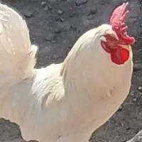 1500000