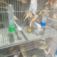 جوجه قناری موزایکی