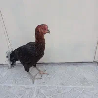 مرغ لاری