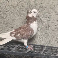 کفتر تهرانی پرشی درجه یک