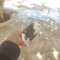 یک جفت طوقی نر