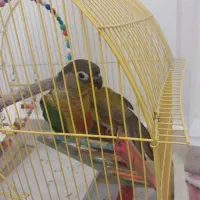 طوطی گرینچک زیبا