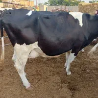 گاو سر سینه درجه یک شناسنامه دار