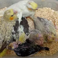 جوجه سرلاکی عروس هلندی