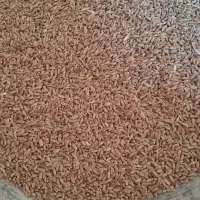 بذر گندم خارجی آدورا